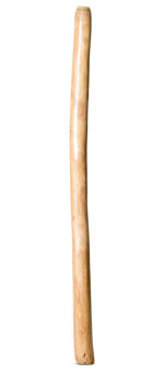 Medium Size Natural Finish Didgeridoo (TW1603)